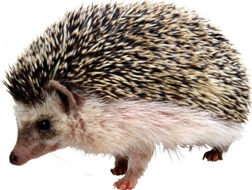 ПЛАНЕТА ЗЕМЛЯ