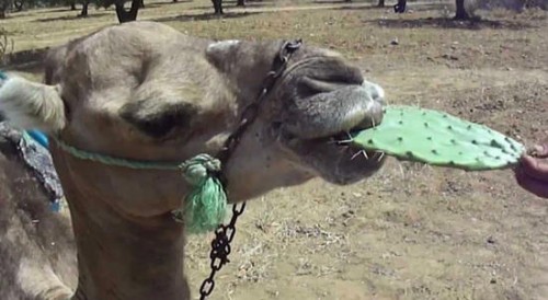 ПЛАНЕТА ЗЕМЛЯ